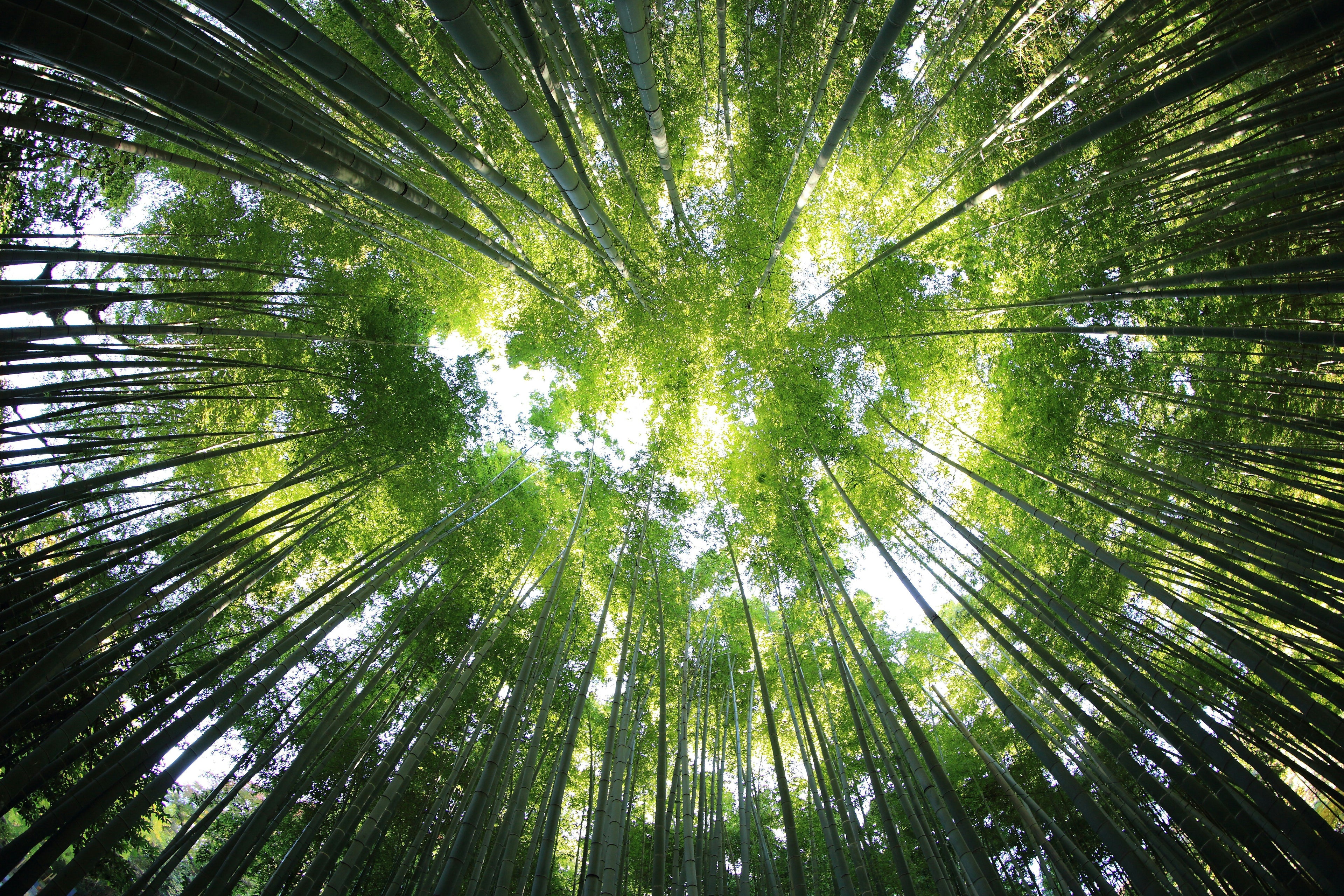 Une image d'une foret en contre plongée avec la lumière qui illumine la cime des arbres